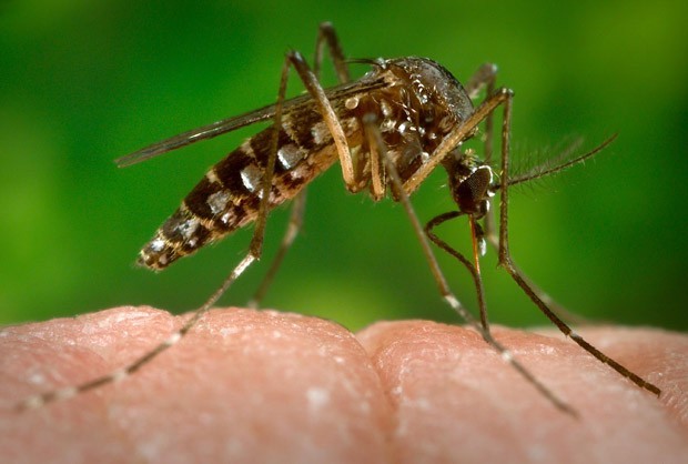 Vacina contra zika atinge resultados positivos inéditos | Jornal do Brasil