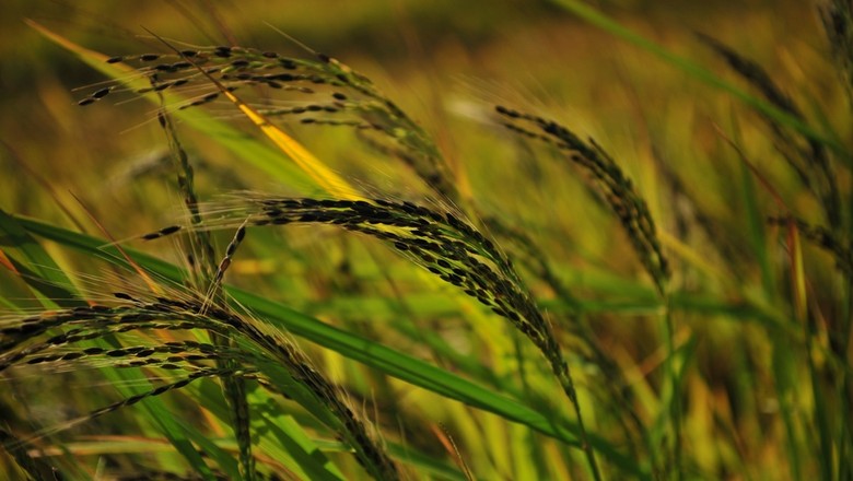 Importadores de arroz vêm ao Brasil e podem fechar US$ 10 milhões em negócios | Globo Rural