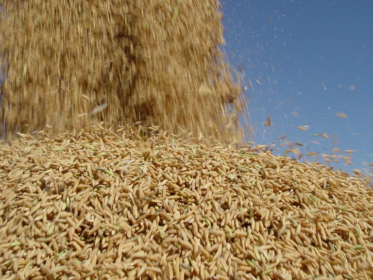 Governo peruano define requisitos para importação de arroz do Brasil | Portal Brasil