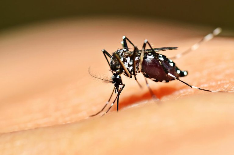 Casos de zika caem 95% nos primeiros meses do ano | Portal Brasil