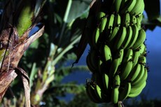 Governo fará campanha para evitar ingresso de fungo que ameaça plantações de banana | MAPA