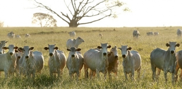 Brasil poderá exportar até 20 mil cabeças de gado vivo por ano ao Myanmar | CNA Brasil