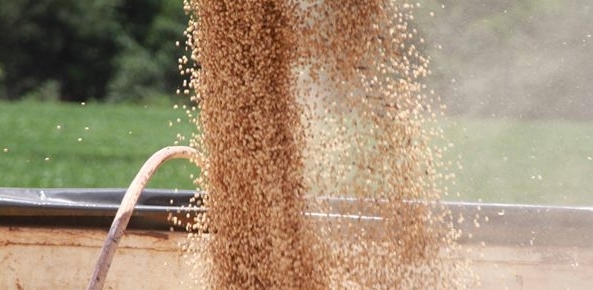 Mato Grosso exporta volume recorde de soja em portos do norte | CNA Brasil