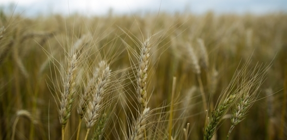 Importação de trigo cresce 10% em julho para 505,3 mil toneladas | CNA Brasil