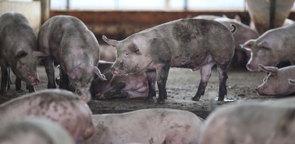Exportações de carne suína aumentaram em agosto | CNA Brasil